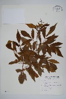 黃鐘花藏品圖，第1張