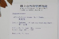 黃鐘花藏品圖，第2張