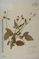 大花咸豐草藏品圖，第1張