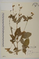 大花咸豐草藏品圖，第1張