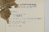 大花咸豐草藏品圖，第2張