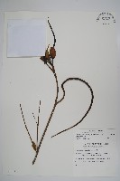 山菜豆藏品圖，第1張