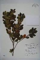 倒卵葉冬青、金平氏冬青藏品圖，第1張