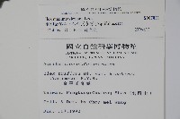 倒卵葉冬青、金平氏冬青藏品圖，第2張