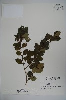 倒卵葉冬青、金平氏冬青藏品圖，第1張