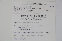 倒卵葉冬青、金平氏冬青藏品圖，第2張