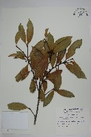 革葉冬青藏品圖，第1張