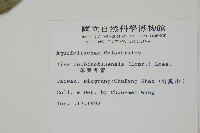 革葉冬青藏品圖，第2張