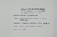 革葉冬青藏品圖，第2張