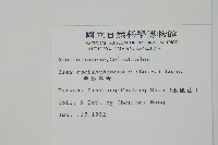 革葉冬青藏品圖，第2張