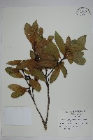 革葉冬青藏品圖，第1張