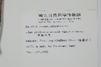 革葉冬青藏品圖，第2張