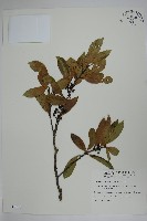 革葉冬青藏品圖，第1張