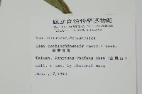 革葉冬青藏品圖，第2張