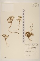 香茹藏品圖，第1張