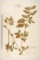 金腰箭藏品圖，第1張