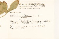 金腰箭藏品圖，第2張