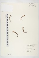 玉山佛甲草藏品圖，第1張