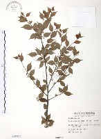 燈稱花、烏雞骨藏品圖，第1張