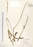 綬草藏品圖，第1張