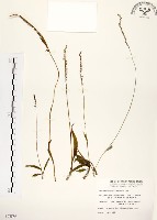 綬草藏品圖，第1張