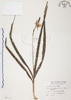 臺灣白及藏品圖，第1張