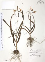 臺灣白及藏品圖，第1張