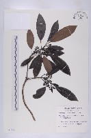 五蕊虎皮楠藏品圖，第1張