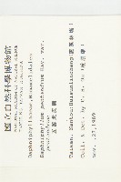 五蕊虎皮楠藏品圖，第2張