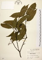 墨點櫻桃、黑星櫻藏品圖，第1張