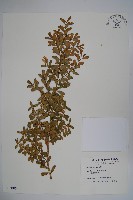 華南黃楊，雀舌黃楊，匙葉黃楊藏品圖，第1張