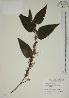 山黃麻藏品圖，第1張