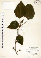 構樹藏品圖，第1張