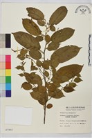 桶鉤藤藏品圖，第1張