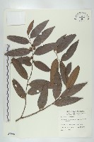 軟毛柿藏品圖，第1張