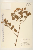 鯽魚膽、闊苞菊藏品圖，第1張