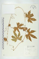 雙輪瓜藏品圖，第1張