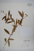 長葉小蘗藏品圖，第1張