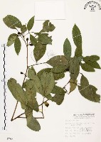 石苓舅藏品圖，第1張