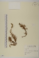 登錄號:S007934藏品圖，第1張