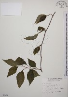 阿里山五味子藏品圖，第1張