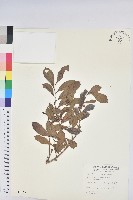 細葉饅頭果藏品圖，第1張