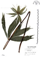 七葉一枝花藏品圖，第1張