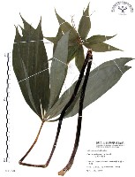 七葉一枝花藏品圖，第1張