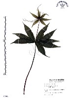 七葉一枝花藏品圖，第1張