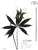 七葉一枝花藏品圖，第1張