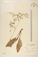 刀傷草藏品圖，第1張