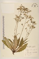 刀傷草藏品圖，第1張