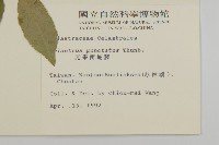 光果南蛇藤藏品圖，第2張