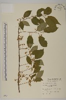 光果南蛇藤藏品圖，第1張